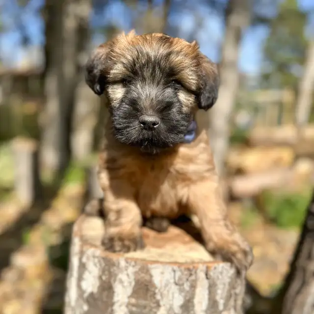 Purebred Soft Coated Wheaten Terrier puppies!