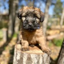 Purebred Soft Coated Wheaten Terrier puppies!
