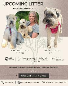 Purebred Soft Coated Wheaten Terrier puppies! - Photo 2