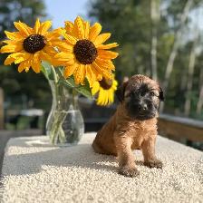 Purebred Soft Coated Wheaten Terrier puppies! - Photo 3