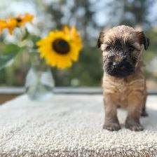 Purebred Soft Coated Wheaten Terrier puppies! - Photo 4
