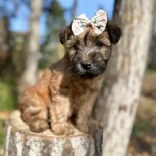 Purebred Soft Coated Wheaten Terrier puppies! - Photo 5