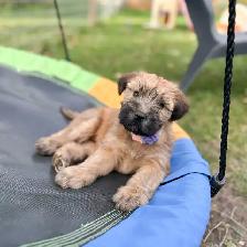 Purebred Soft Coated Wheaten Terrier puppies! - Photo 6