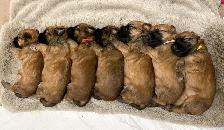 Purebred Soft Coated Wheaten Terrier puppies! - Photo 7