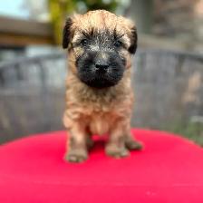 Purebred Soft Coated Wheaten Terrier puppies! - Photo 8