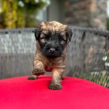 Purebred Soft Coated Wheaten Terrier puppies! - Photo 9