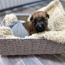 Purebred Soft Coated Wheaten Terrier puppies! - Photo 10