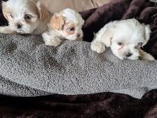 Beautiful Maltese shitzue puppies