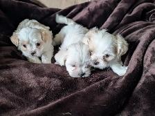 Beautiful Maltese shitzue puppies - Photo 2