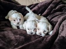Beautiful Maltese shitzue puppies - Photo 3