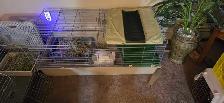 2 Bunnys - Photo 2