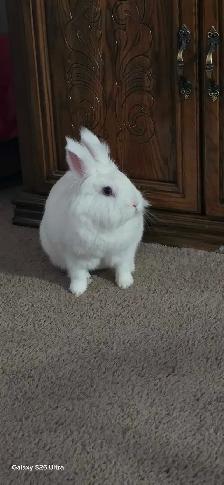 2 Bunnys - Photo 6