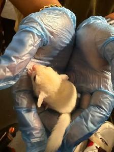 VERY CUTE WHITE SUGAR GLIDER READY TO GO! - Photo 3