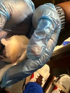 VERY CUTE WHITE SUGAR GLIDER READY TO GO! - Photo 4