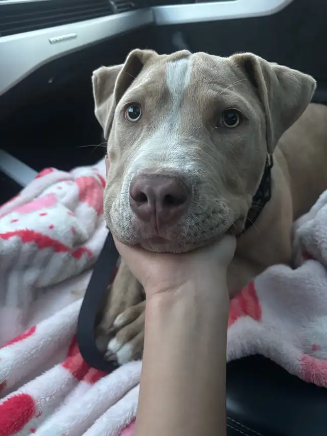 Pitbull puppy