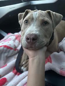Pitbull puppy