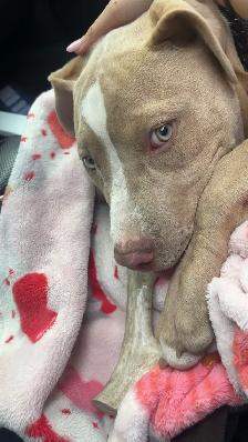 Pitbull puppy - Photo 3