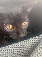 ANIMAL, FARM & BARN CARE SERVICES — GTA AND SURROUNDING AREAS - Photo 7