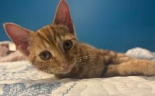 ANIMAL, FARM & BARN CARE SERVICES — GTA AND SURROUNDING AREAS - Photo 8