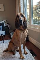 ANIMAL, FARM & BARN CARE SERVICES — GTA AND SURROUNDING AREAS - Photo 9
