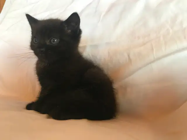 Cute Kittens