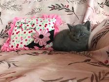 Cute Kittens - Photo 2
