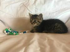 Cute Kittens - Photo 3