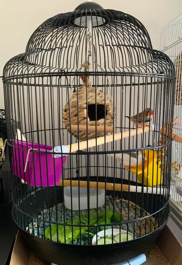 For Sale: Zebra Finches (with Birdcage option)