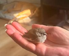 For Sale: Zebra Finches (with Birdcage option) - Photo 3