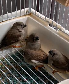 For Sale: Zebra Finches (with Birdcage option) - Photo 4