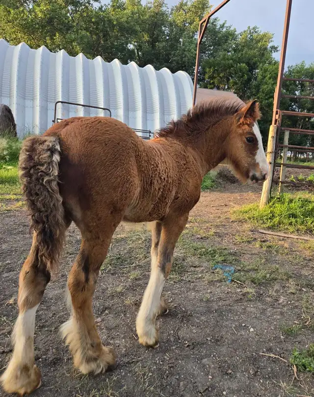 Gypsy Vanner Colt Registered & Quiet Temperment