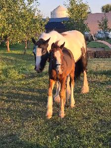 Gypsy Vanner Colt Registered & Quiet Temperment - Photo 3