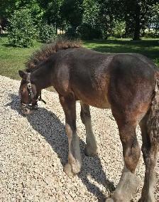 Gypsy Vanner Colt Registered & Quiet Temperment - Photo 4