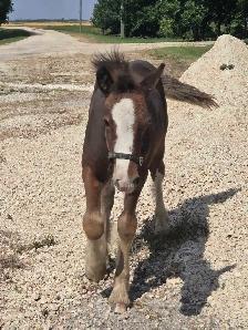 Gypsy Vanner Colt Registered & Quiet Temperment - Photo 6