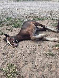 Gypsy Vanner Colt Registered & Quiet Temperment - Photo 7