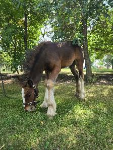 Gypsy Vanner Colt Registered & Quiet Temperment - Photo 9