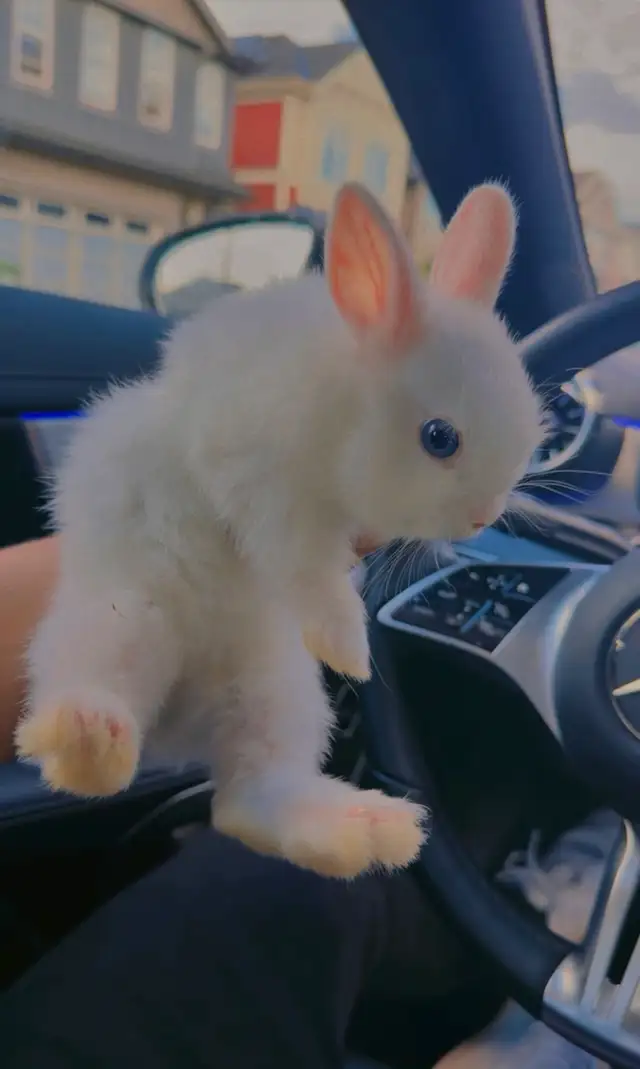 PUREBRED Netherland Dwarf bunny with blue eyes WITH CAGE