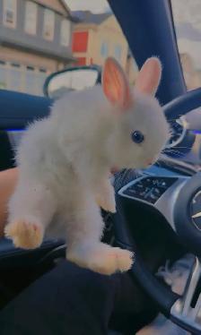 PUREBRED Netherland Dwarf bunny with blue eyes WITH CAGE