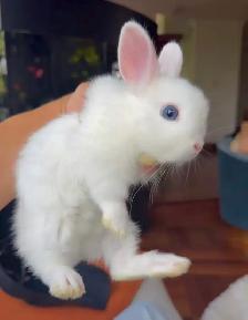 PUREBRED Netherland Dwarf bunny with blue eyes WITH CAGE - Photo 2