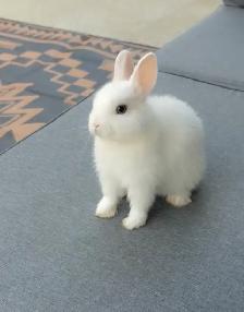 PUREBRED Netherland Dwarf bunny with blue eyes WITH CAGE - Photo 3