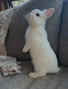 PUREBRED Netherland Dwarf bunny with blue eyes WITH CAGE - Photo 4