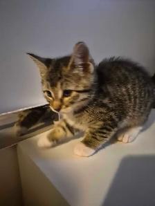 free kittens