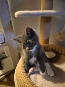 free kittens - Photo 2