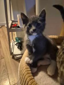 free kittens - Photo 3