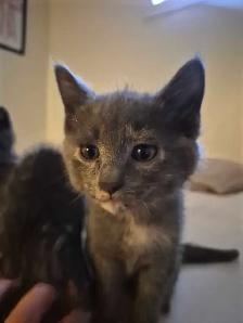 free kittens - Photo 4