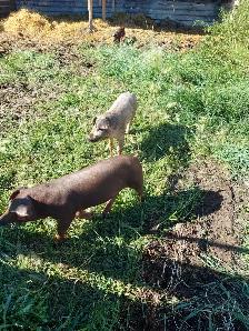 Wiener Pigs For Sale