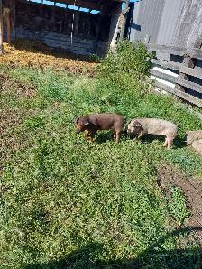 Wiener Pigs For Sale - Photo 2