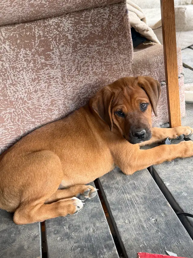 1 male and 1 female puppies