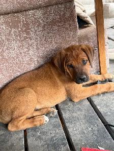 1 male and 1 female puppies