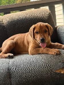 1 male and 1 female puppies - Photo 2